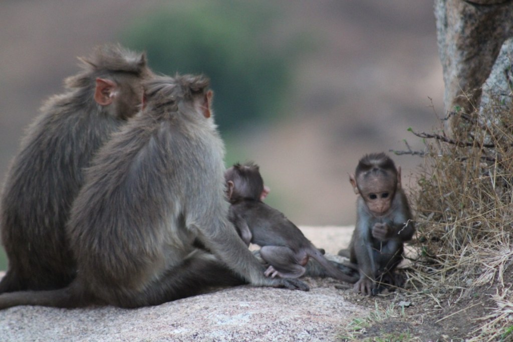 A family of macaque monkeys on Gudibande Fort in the state of Karnataka in India.