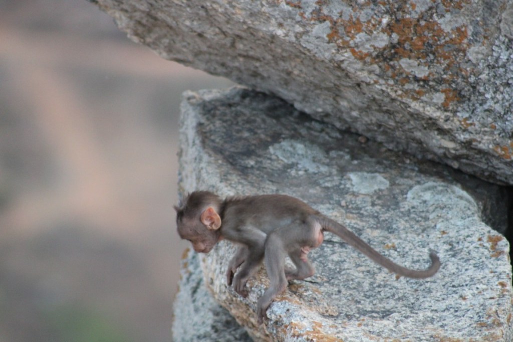 Baby macaque monkey on the rocks atop of Gudibande Hill.