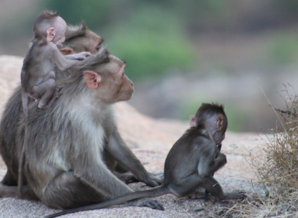 Family of macaque monkeys on Gudibande Hill in Karnataka, India.