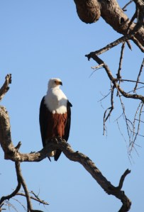 A photograph of an African Fish Eagle taken in Chobe National Park in Botswana. 