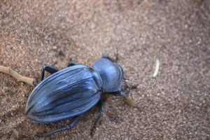 Photograph of beetle in Botswana, near the Chobe River.