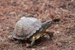 Photograph of a Common Box Turtle taken in the Bayou near Slidell, Louisiana. 