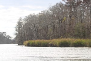 Photograph taken in the Pearl River Wildlife Management Area, in bayou near Slidell, Louisiana.