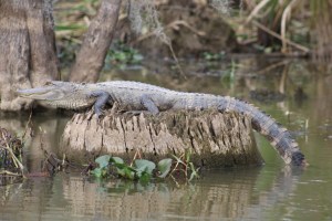 Photograph of a young alligator resting on a stump in the Louisiana bayou, near Slidell.