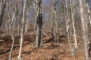 Photograph taken at Paces Mill Park. 