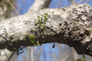 Little green sprouts growing out of a branch in a barren winter woods. Taken in North Georgia in early February.