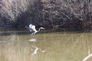Photograph of a Great Blue Heron crossing a pond along the Roswell Greenway Trail in Roswell, Georgia. 
