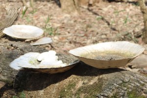 Photograph of a large, bowl-like, mushroom stuck to a tree in a forest. Taken along the Big Creek Greenway in Alpharetta, GA.