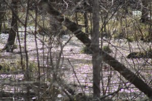 Photograph taken along the Big Creek Greenway in Alpharetta, Georgia.