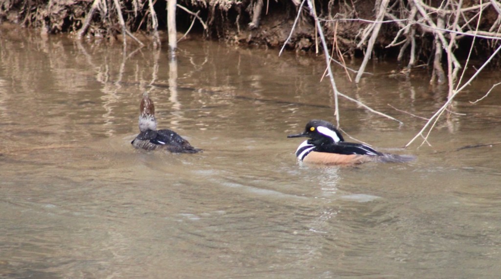 A male / female pair of Hooded Merganser Ducks taken on the Big Creek Greenway Trail in Alpharetta, GA.