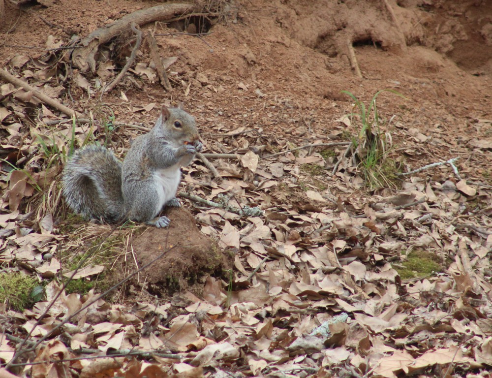 Eastern Gray Squirrel eating an acorn along the Big Creek Greenway in Alpharetta, GA. 