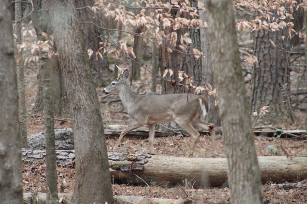 White-Tailed Deer taken in Big Creek Greenway in Alpharetta, GA. 