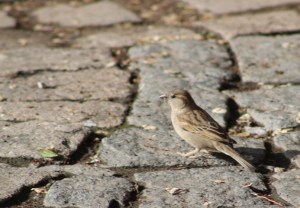 A House Sparrow on a cobbled road near the Cascade Complex in Yerevan, Armenia.