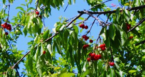 Photograph of a Cherry Tree branch taken in Yerevan, Armenia. 