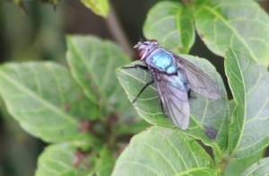 Photograph of a fly on a leaf, taken in Mussoorie.