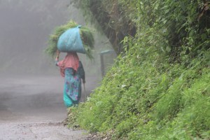 Photograph taken in Mussoorie, India: Woman in brightly colored attire hauls forage for cattle on a rainy day.