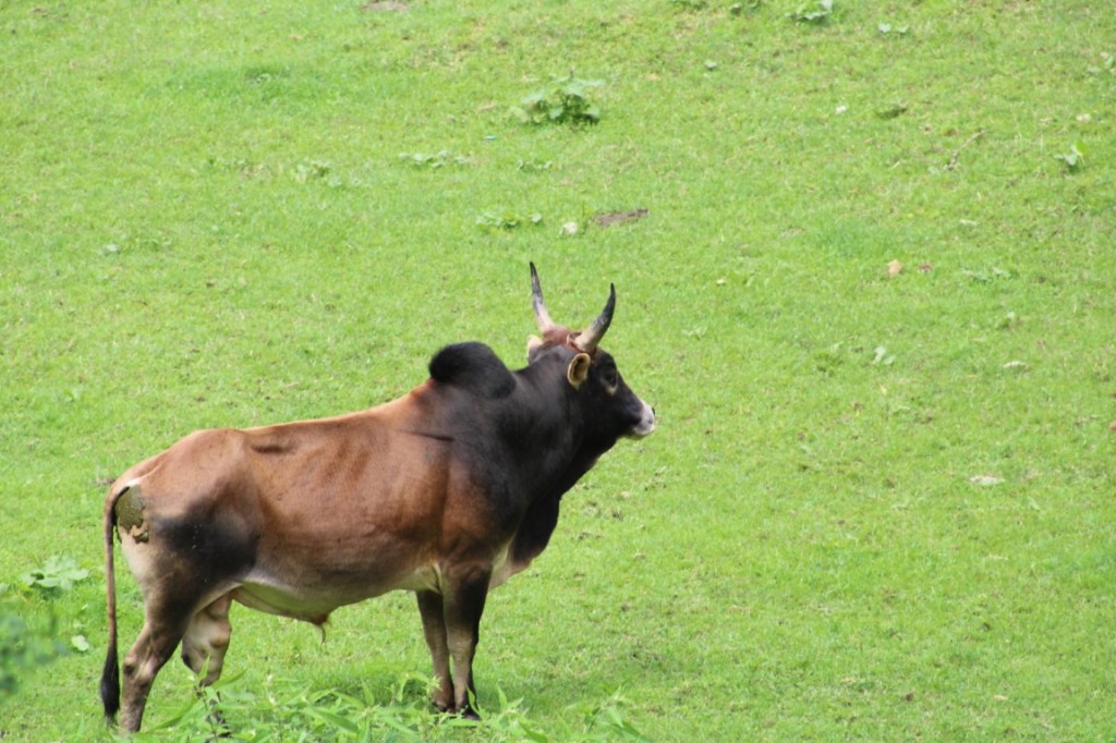 A Brahma Bull in a pasture outside of Mussoorie, Uttarakhand, India.