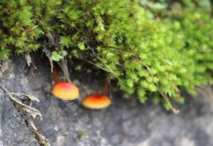 Photograph of joint-toothed moss and tiny mushrooms taken near Mussoorie, Uttarakhand, India.