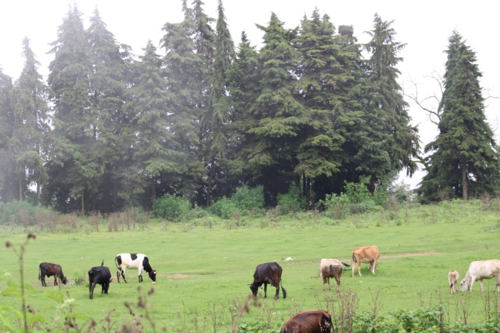 Photograph of cattle grazing in a pasture surrounded by evergreen trees near Mussoorie, India. 