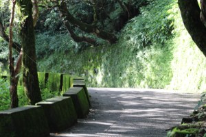Photograph taken on Lal Tibba Road in Mussoorie, Uttrakhand, India. 