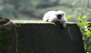 Gray (Hanuman) Langur on a road barrier on the Lal Tibba Road.