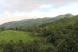 Photograph taken in the Samse Tea Estate in Karnataka, India. 