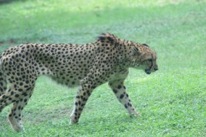 Photograph of a Cheetah taken at the Mysore Zoo in Karnataka, India. 