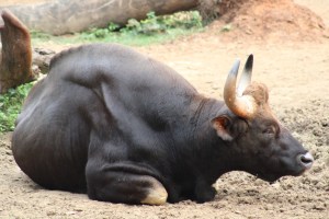 Photograph of a Gaur taken at the Mysore Zoo in Karnataka, India. 