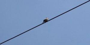 Photograph taken in Lucknow, India.