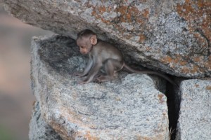 Photograph of a baby Macaque taken at Gudibande Fort in the Chikkaballapur District of Karnataka, India.