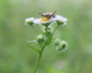 Photograph of a bug on a Fleabane wildflower on Namsan, south of Gyeongju, South Korea.