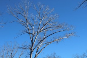 Photograph of a barren tree taken on the Butch Kennedy Trail, near Lake Hartwell, in South Carolina. 