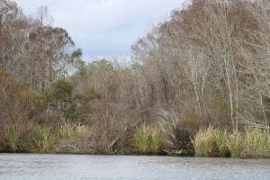Photograph taken in the Pearl River Wildlife Management Area near Slidell, Louisiana.