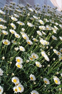 Photographs of Ox-Eye Daisies taken in Baku, Azerbaijian.