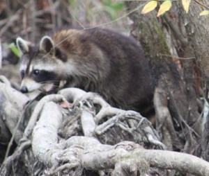 Photograph of a raccoon taken in the Pearl River Wildlife Management Area near Slidell, Louisiana.