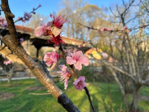 Photograph of Peach Blossoms taken in early March in Atlanta's Piedmont Park. 