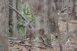 Photograph of a deer taken from Alpharetta's Big Creek Greenway Trail.