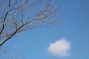 Photograph of a bare branch and small cloud taken in Grant Park of Atlanta.