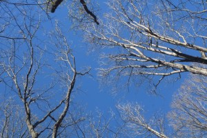 Photograph of bare trees and blue sky taken on the Sawnee Mountain Trail in North Georgia, near Cumming. 