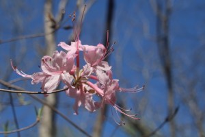 Photograph of a cluster of pink Mountain Azalea with barren woods in the background. Taken on the Sawnee Mountain Trail in North Georgia.