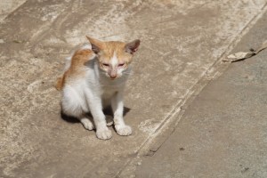 Photograph of a street kitten on the Sri Someshwara Swami Temple of Halasuru, Bangalore, India.