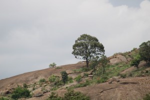 Photograph of a tree on the granite hill named Uttari Betta in Karnataka, India. 