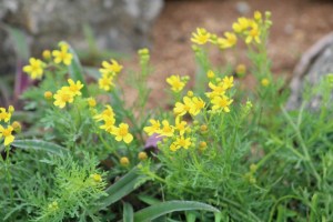Photograph of Small's Ragwort taken on Kaurava Kunda in Karnataka, India.