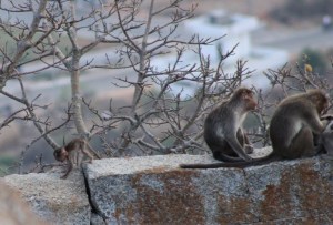 Photograph of a family of macaques on a wall at Gudibande Fort in Karnataka, India. 