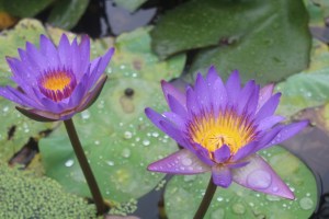 Photograph of purple and yellow water lilies taken in Hanoi, Vietnam.
