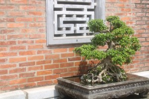 Photograph of a bonsai tree taken on the grounds of a Hanoi Temple.