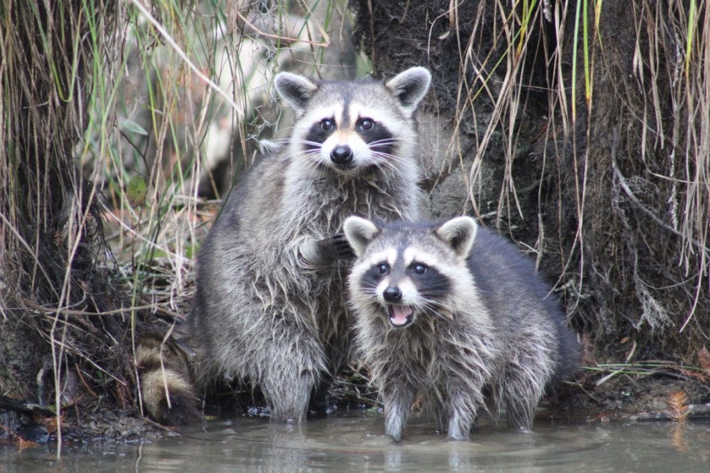 Photograph of Raccoons taken in the bayou of the Pearl River Wildlife Management Area near Slidell, Louisiana.
