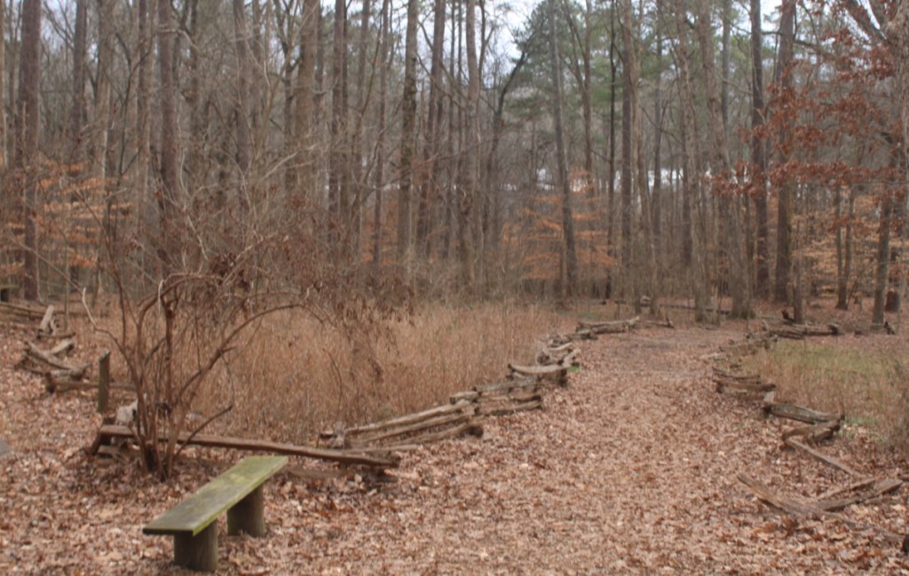 Photograph taken in Big Trees Forest Preserve in Sandy Springs, Georgia.