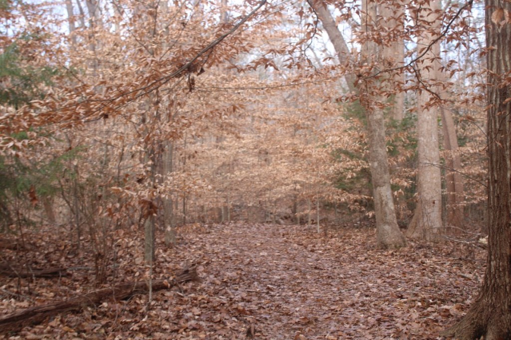 Photograph taken in Big Trees Forest Preserve in Sandy Springs, Georgia.