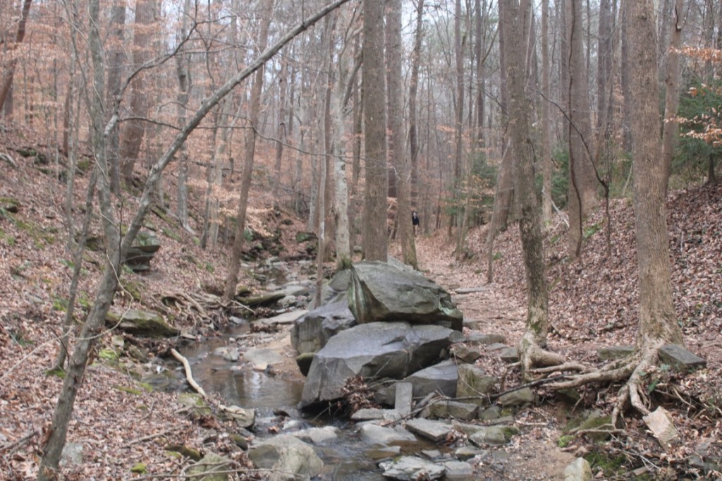 Photograph taken in Big Trees Forest Preserve in Sandy Springs, Georgia.